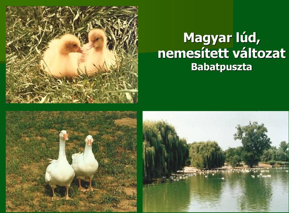 nemesített