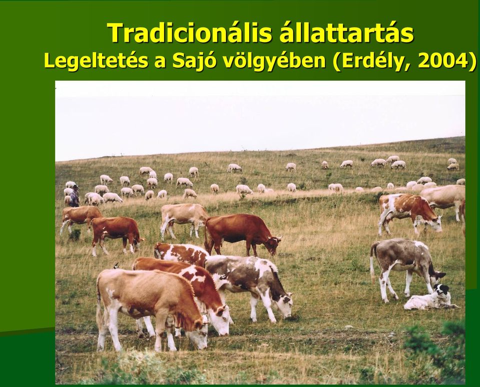 Legeltetés a