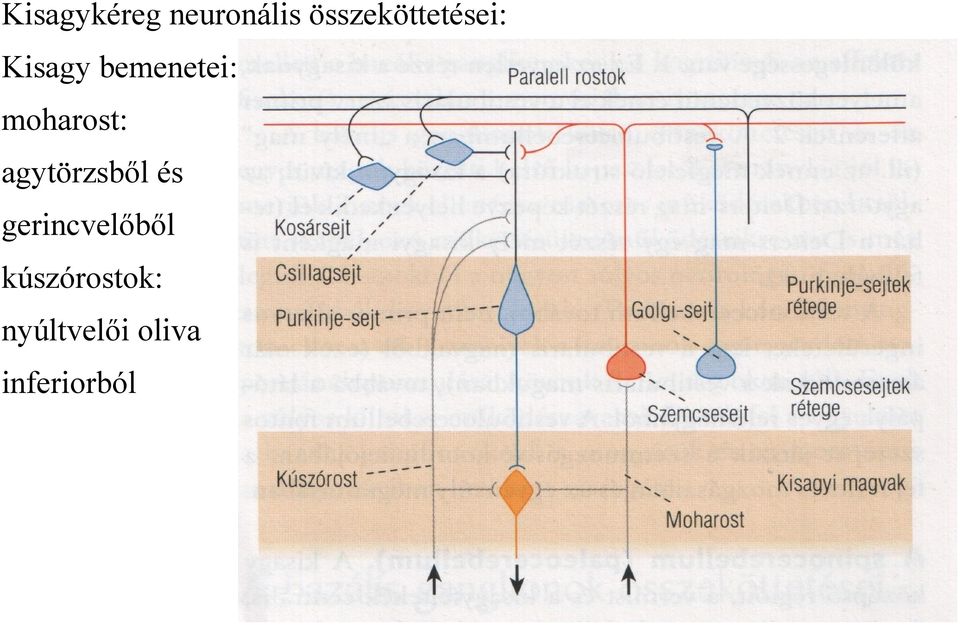 moharost: agytörzsből és