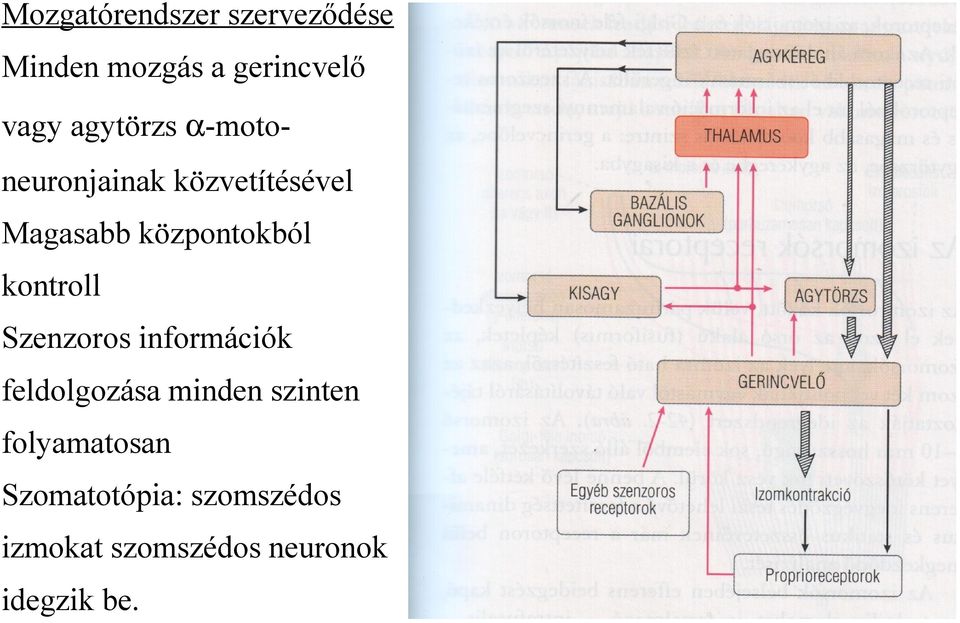 kontroll Szenzoros információk feldolgozása minden szinten