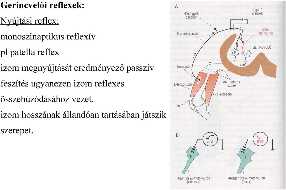 passzív feszítés ugyanezen izom reflexes összehúzódásához