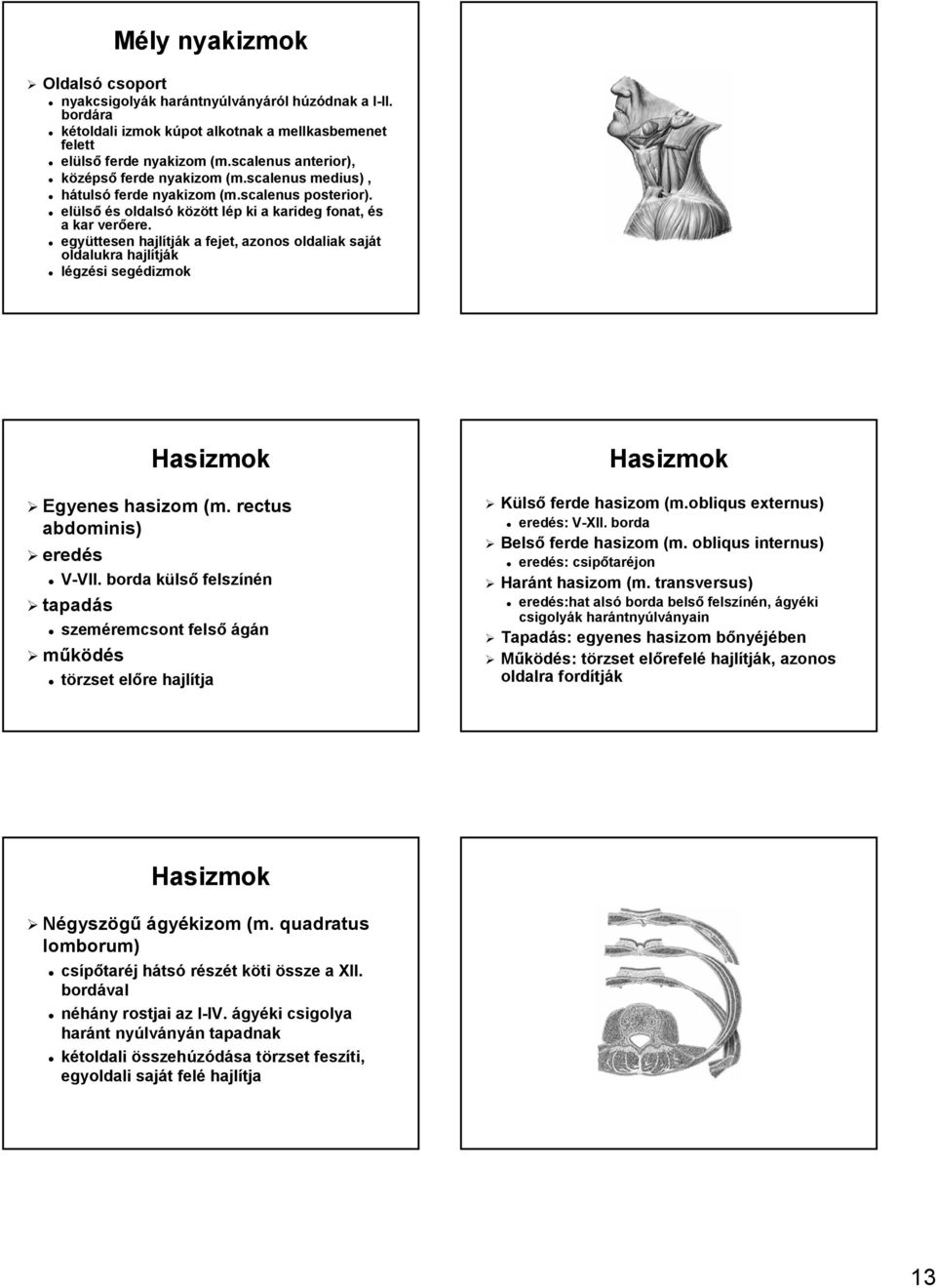 együttesen hajlítj tják k a fejet, azonos oldaliak saját oldalukra hajlítj tják légzési segédizmok Hasizmok Egyenes hasizom (m. rectus abdominis) V-VII. VII.