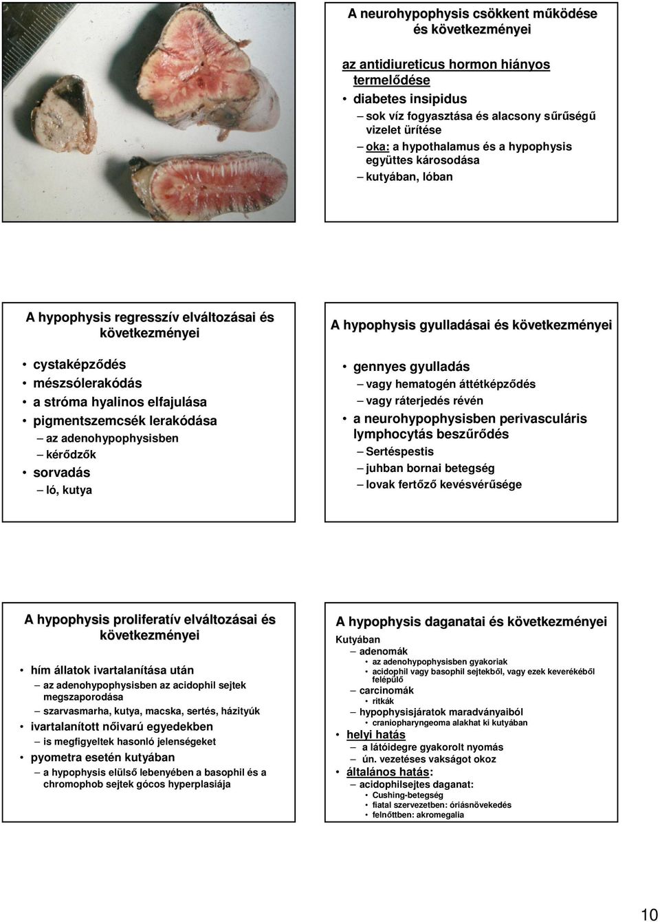 adenohypophysisben kérıdzık sorvadás ló, kutya A hypophysis gyulladásai és s következmk gennyes gyulladás vagy hematogén áttétképzıdés vagy ráterjedés révén a neurohypophysisben perivasculáris