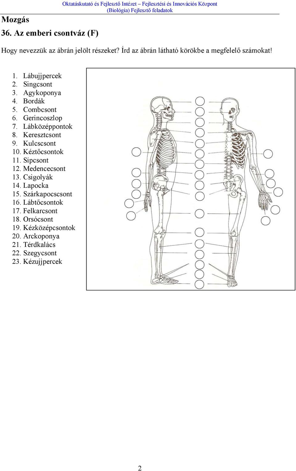 Írd az ábrán látható körökbe a megfelelő számokat! 1. Lábujjpercek 2. Singcsont 3. Agykoponya 4. Bordák 5. Combcsont 6. Gerincoszlop 7.