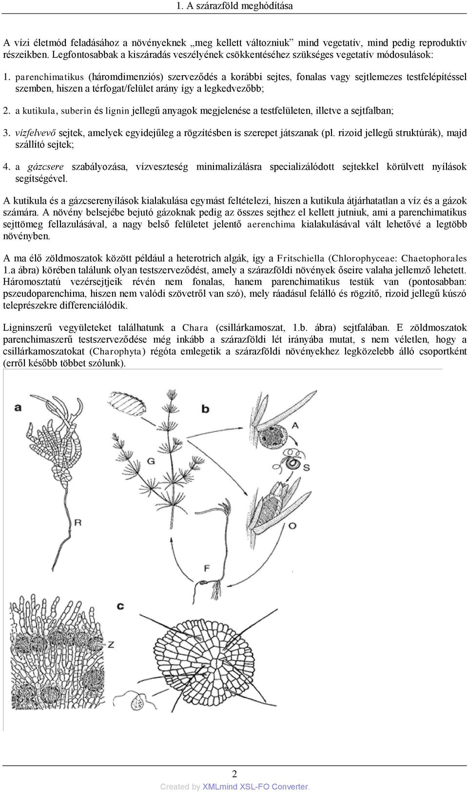 parenchimatikus (háromdimenziós) szerveződés a korábbi sejtes, fonalas vagy sejtlemezes testfelépítéssel szemben, hiszen a térfogat/felület arány így a legkedvezőbb; 2.