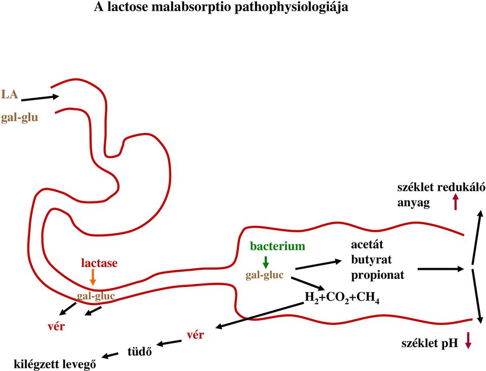 gal-gluc acetát butyrat propionat gal-gluc H 2