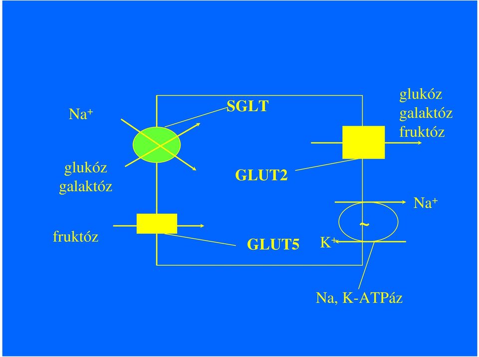 glukóz galaktóz GLUT2