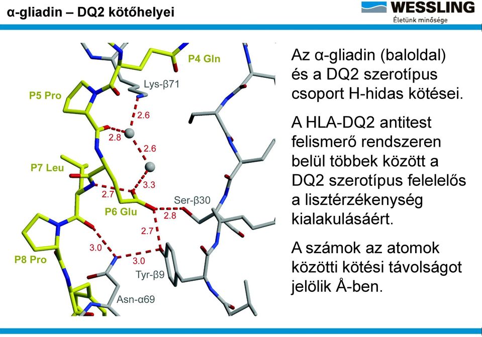 A HLA-DQ2 antitest felismerő rendszeren belül többek között a DQ2