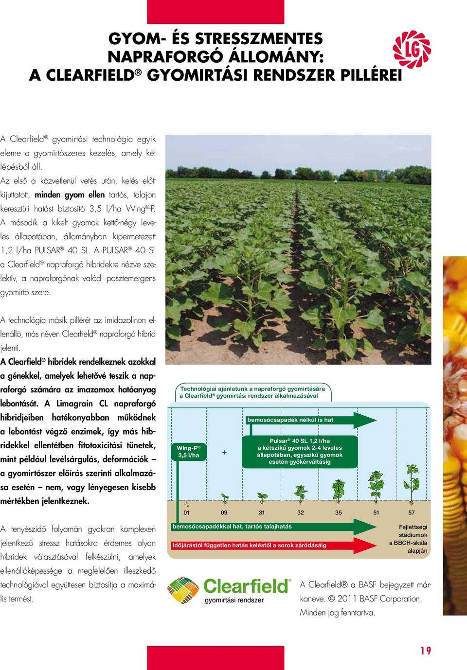 A második a kikelt gyomok kettő-négy leveles állapotában, állományban kipermetezett 1,2 l/ha PULSAR 40 SL.