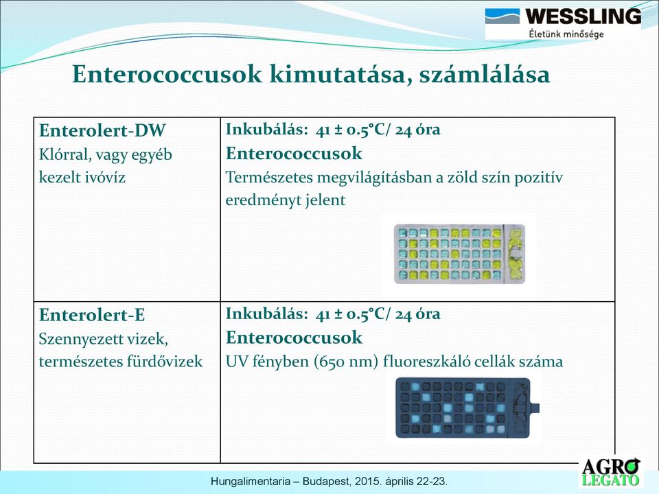 5 C/ 24 óra Enterococcusok Természetes megvilágításban a zöld szín pozitív eredményt