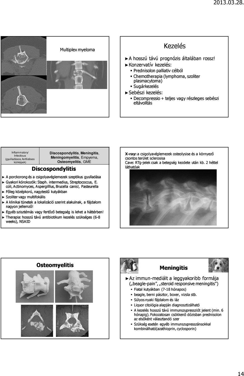 Infectious (gyulladásos, fertızéses kórképek) Discospondylitis, Meningitis, Meningomyelitis, Empyema, Osteomyelitis, GME Discospondylitis A porckorong és a csigolyavéglemezek szeptikus gyulladása