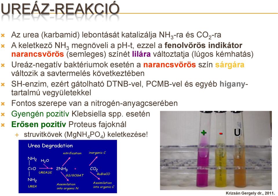 változik a savtermelés következtében SH-enzim, ezért gátolható DTNB-vel, PCMB-vel és egyéb higanytartalmú vegyületekkel Fontos szerepe