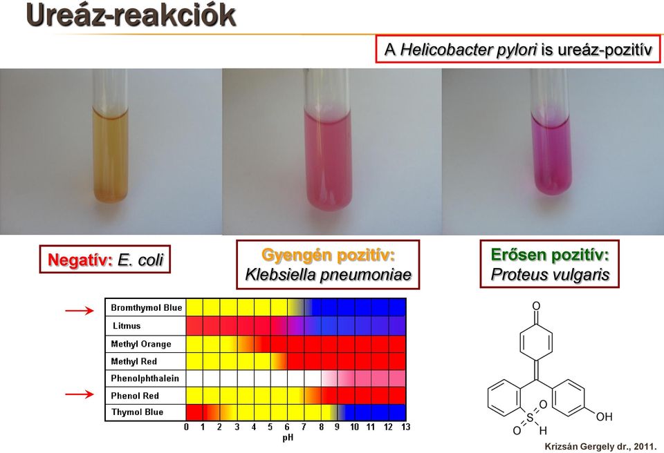 coli Gyengén pozitív: Klebsiella