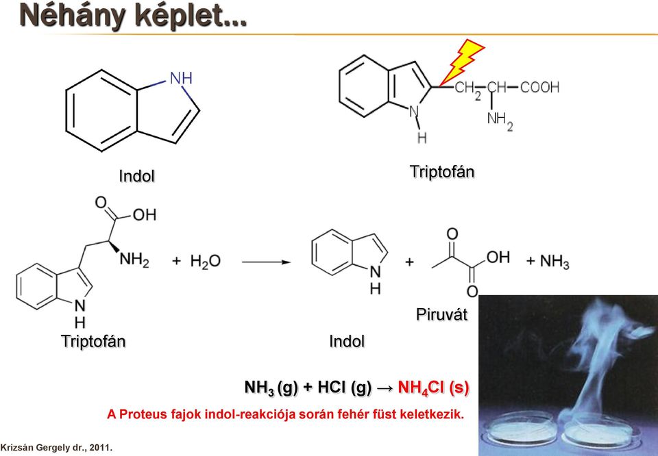 HCl (g) NH 4 Cl (s) A Proteus fajok