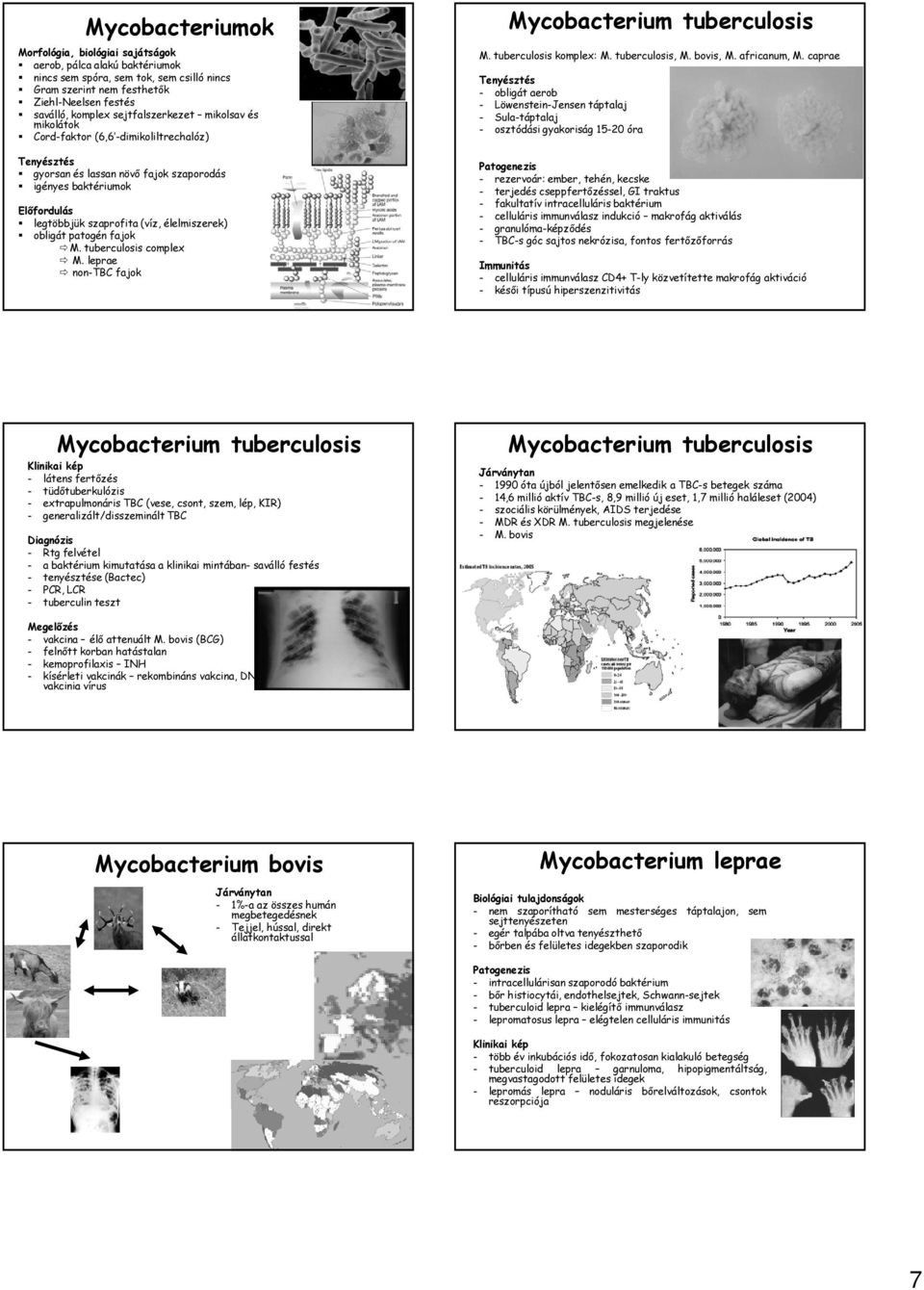 tuberculosis complex M. leprae non-tbc fajok Mycobacterium tuberculosis M. tuberculosis komplex: M. tuberculosis, M. bovis, M. africanum, M.