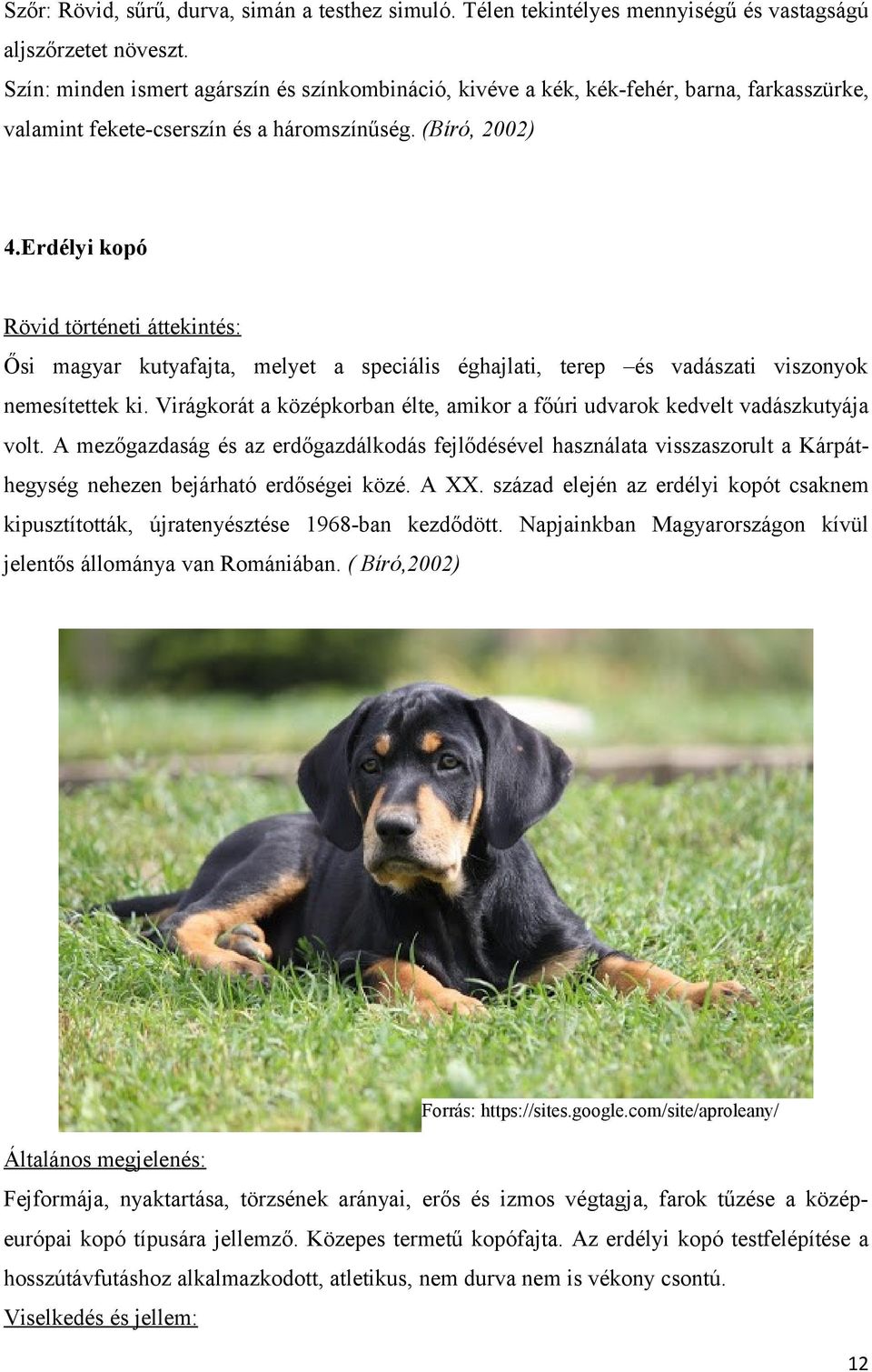 Erdélyi kopó Rövid történeti áttekintés: Ősi magyar kutyafajta, melyet a speciális éghajlati, terep és vadászati viszonyok nemesítettek ki.