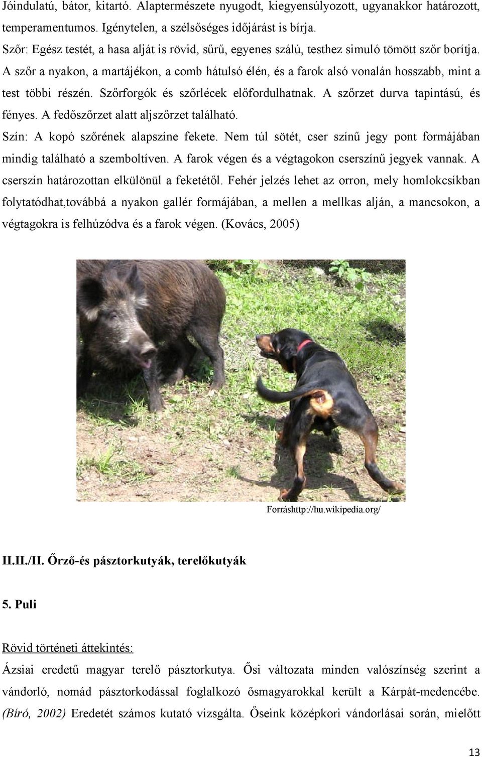 A szőr a nyakon, a martájékon, a comb hátulsó élén, és a farok alsó vonalán hosszabb, mint a test többi részén. Szőrforgók és szőrlécek előfordulhatnak. A szőrzet durva tapintású, és fényes.