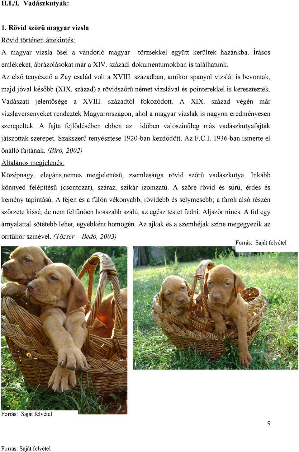 század) a rövidszőrű német vizslával és pointerekkel is keresztezték. Vadászati jelentősége a XVIII. századtól fokozódott. A XIX.