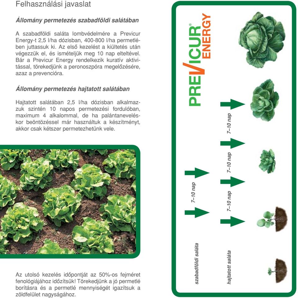 Állomány permetezés hajtatott salátában Hajtatott salátában 2,5 l/ha dózisban alkalmazzuk szintén 10 napos permetezési fordulóban, maximum 4 alkalommal, de ha palántaneveléskor beöntözéssel már