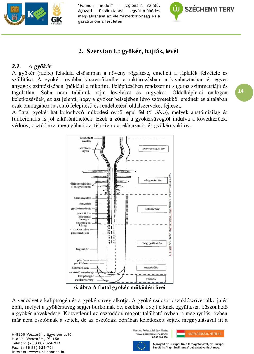 Soha nem találunk rajta leveleket és rügyeket.