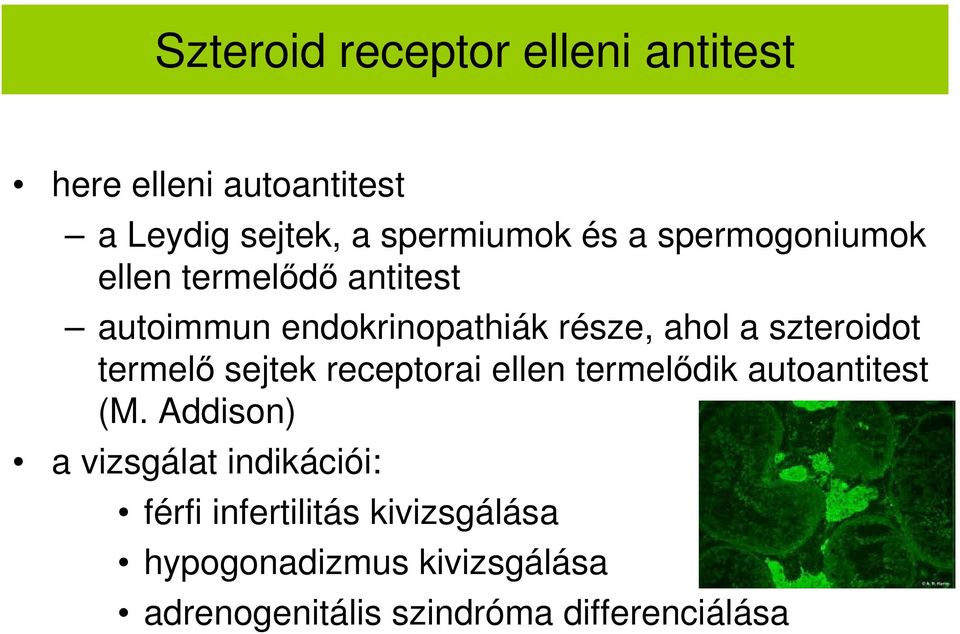 termelő sejtek receptorai ellen termelődik autoantitest (M.