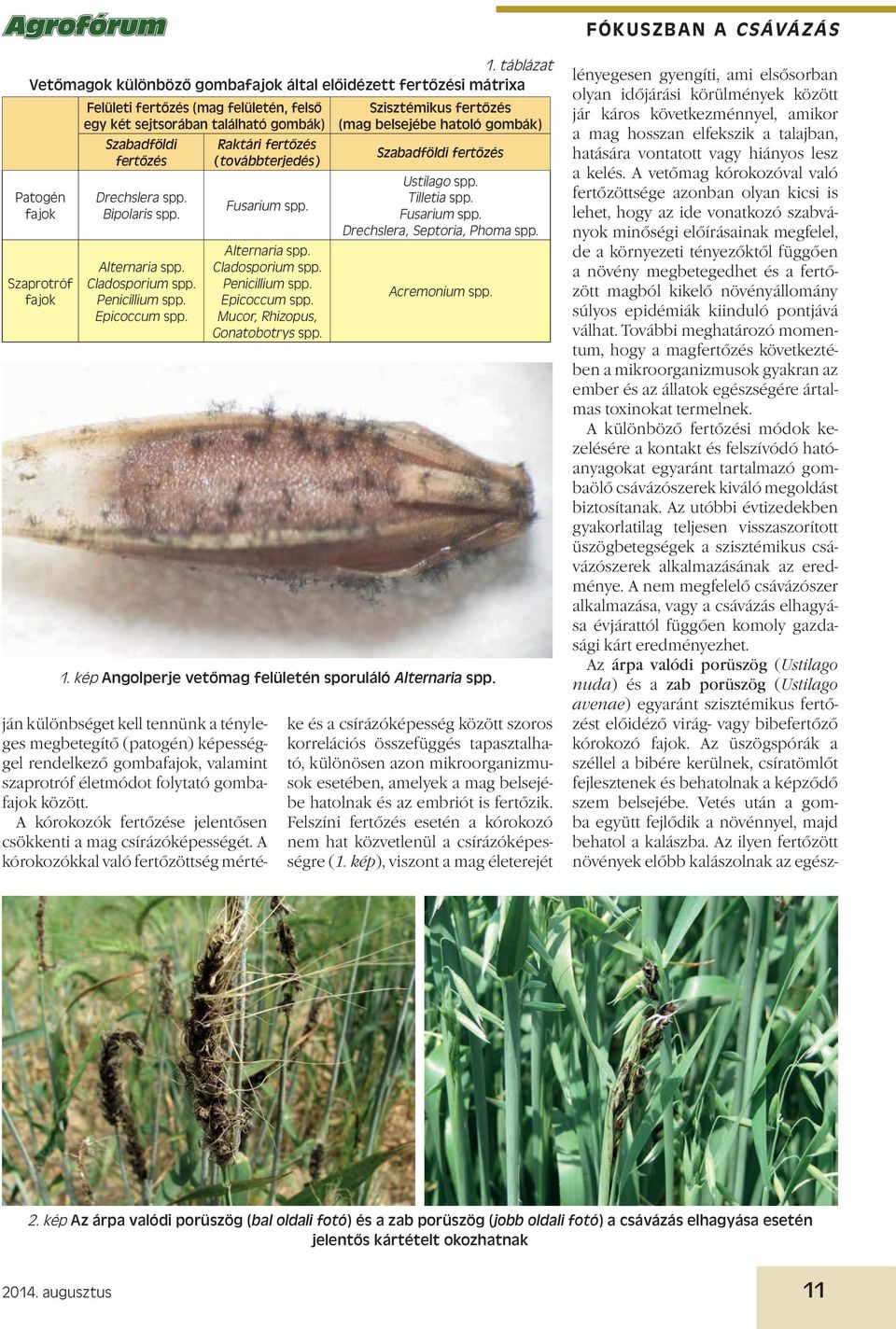 gombák) Patogén fajok Szaprotróf fajok Szabadföldi fertőzés Drechslera spp. Bipolaris spp. Alternaria spp. Cladosporium spp. Penicillium spp. Epicoccum spp.