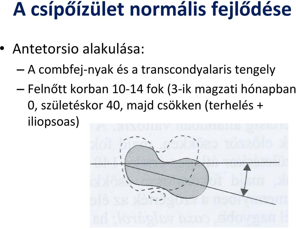 tengely Felnőtt korban 10-14 fok (3-ik magzati