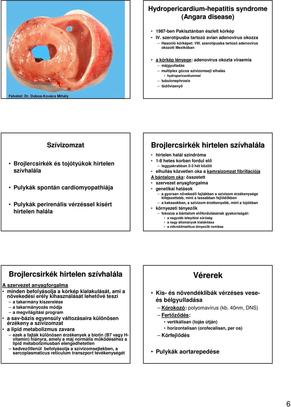 Szívizomzat Brojlercsirkék és tojótyúkok hirtelen szívhalála Pulykák spontán cardiomyopathiája Pulykák perirenális vérzéssel kísért hirtelen halála Brojlercsirkék k hirtelen szívhal vhalálala