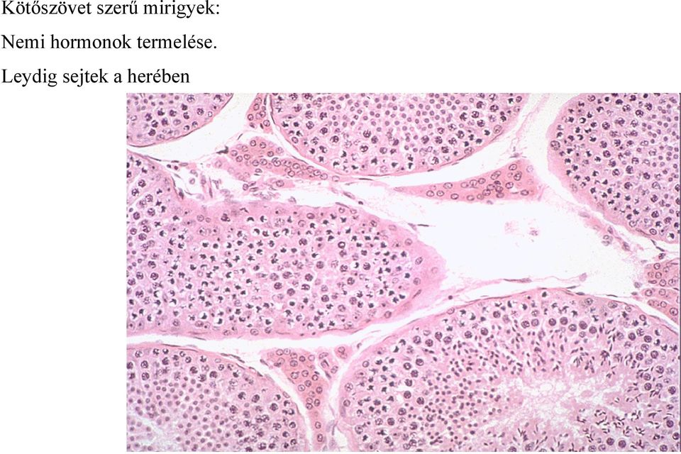 hormonok termelése.