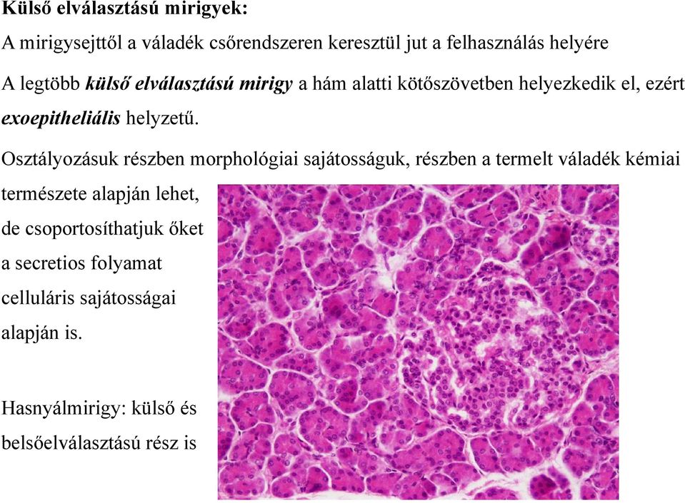 Osztályozásuk részben morphológiai sajátosságuk, részben a termelt váladék kémiai természete alapján lehet, de