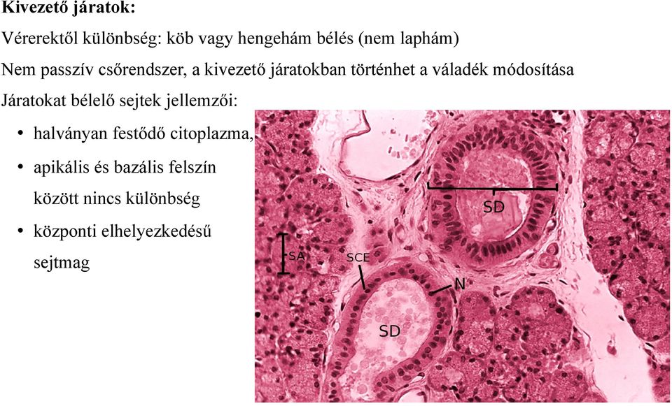 módosítása Járatokat bélelő sejtek jellemzői: halványan festődő citoplazma,