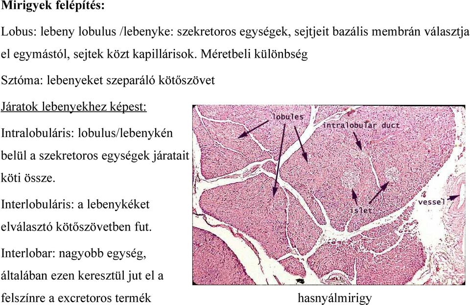 Méretbeli különbség Sztóma: lebenyeket szeparáló kötőszövet Járatok lebenyekhez képest: Intralobuláris: lobulus/lebenykén