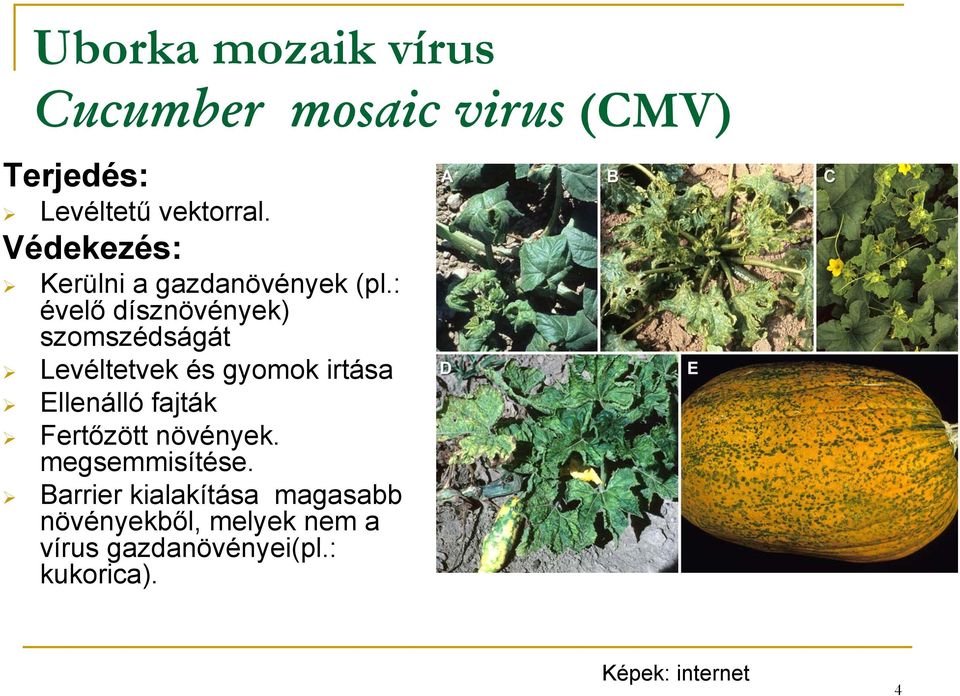 : évelő dísznövények) szomszédságát Levéltetvek és gyomok irtása Ellenálló fajták