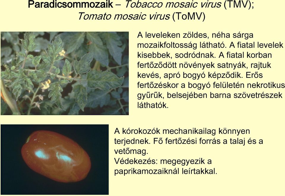 A fiatal korban fertőződött növények satnyák, rajtuk kevés, apró bogyó képződik.