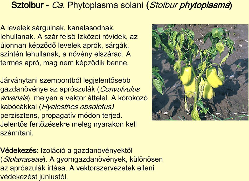 Járványtani szempontból legjelentősebb gazdanövénye az aprószulák (Convulvulus arvensis), melyen a vektor áttelel.