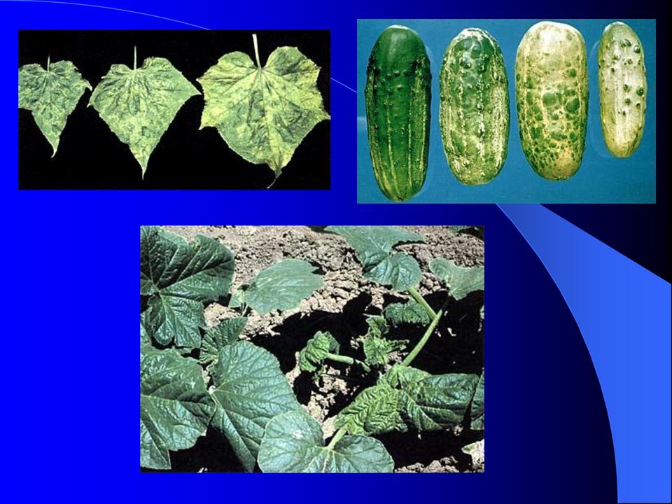 Uborka növényvédelme. I. Az uborka betegségei. II. Az uborka kártevői. III.  Az uborka gyomírtása - PDF Free Download