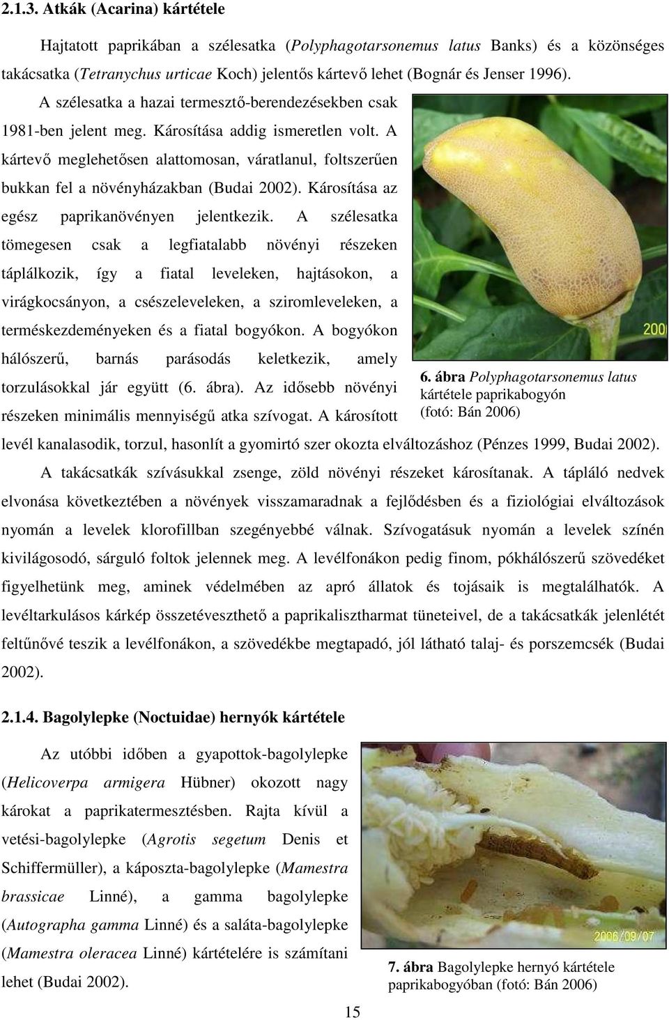 A szélesatka a hazai termesztı-berendezésekben csak 1981-ben jelent meg. Károsítása addig ismeretlen volt.