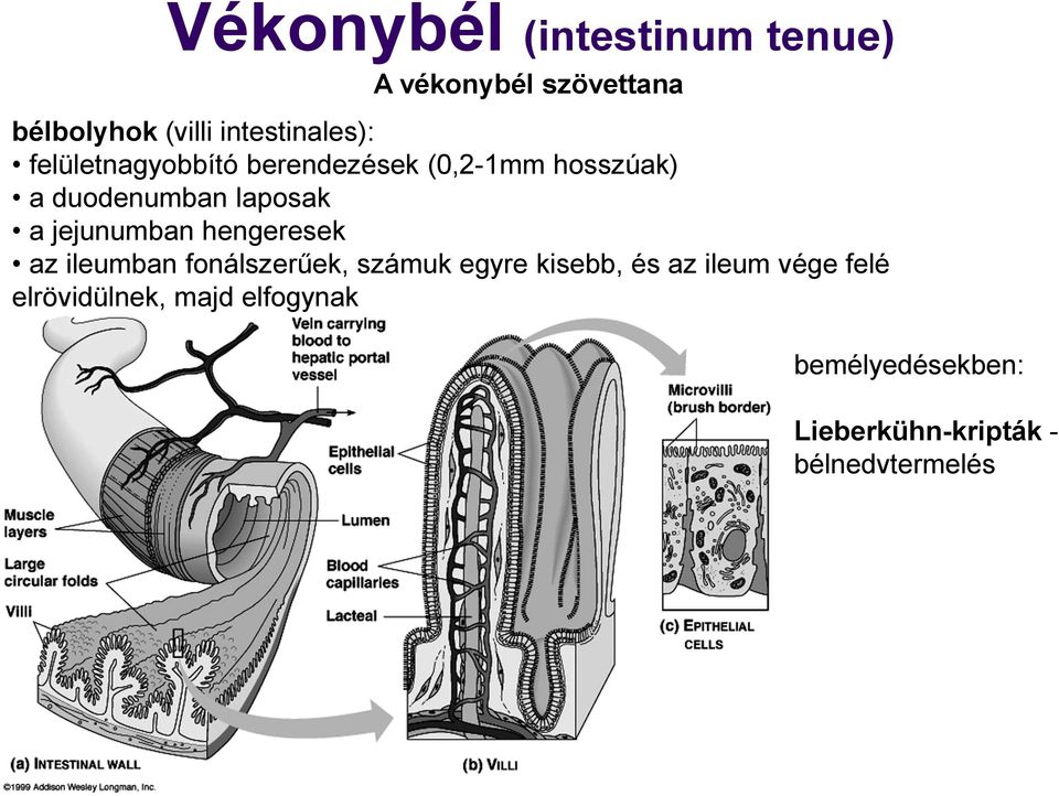 laposak a jejunumban hengeresek az ileumban fonálszerűek, számuk egyre kisebb, és