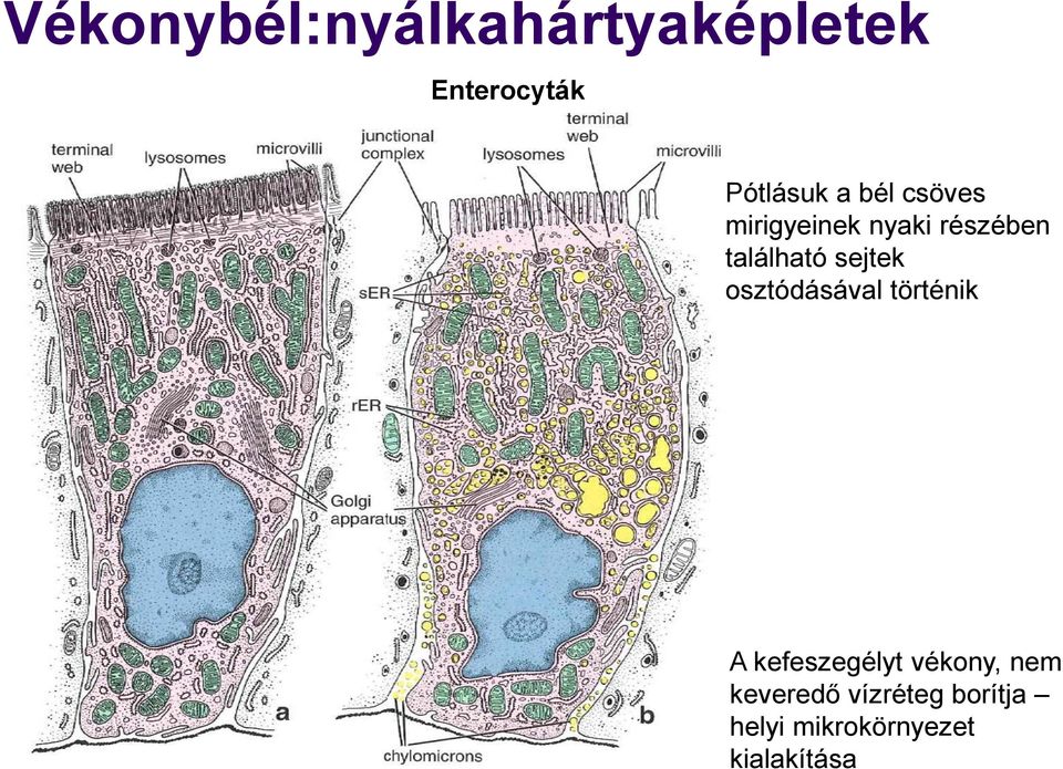 sejtek osztódásával történik A kefeszegélyt vékony,