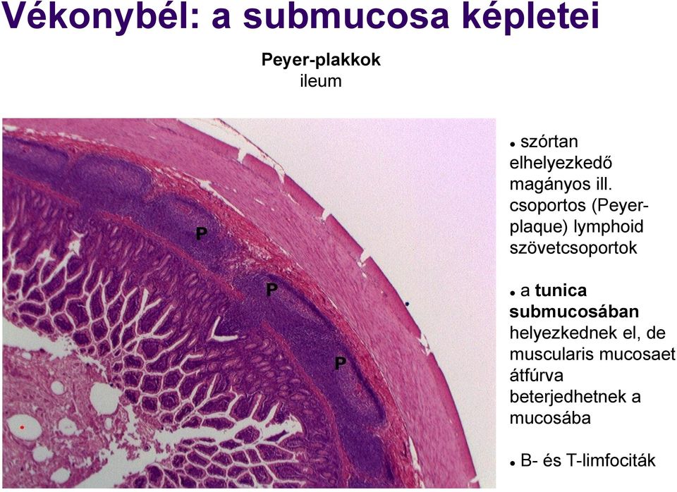 csoportos (Peyerplaque) lymphoid szövetcsoportok a tunica