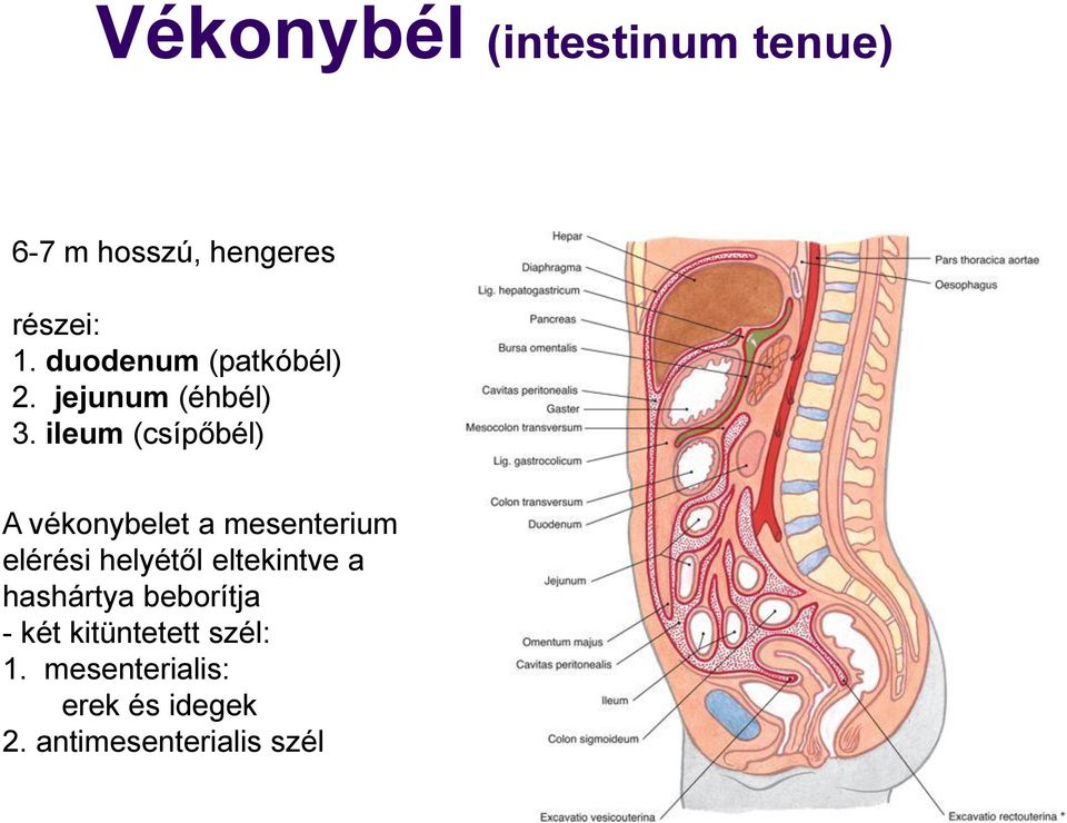 ileum (csípőbél) A vékonybelet a mesenterium elérési helyétől