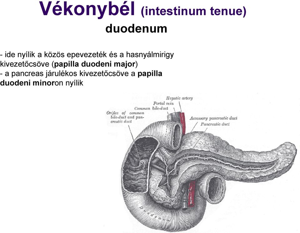 kivezetőcsöve (papilla duodeni major) - a