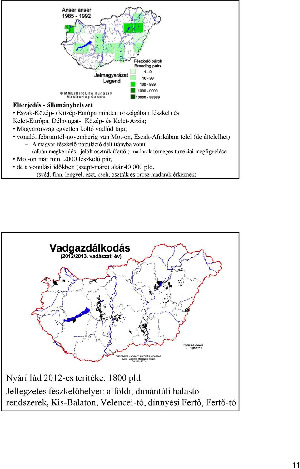 -on, Észak-Afrikában telel (de áttelelhet) A magyar fészkelő populáció déli irányba vonul (albán megkerülés, jelölt osztrák (fertői) madarak tömeges tunéziai megfigyelése Mo.