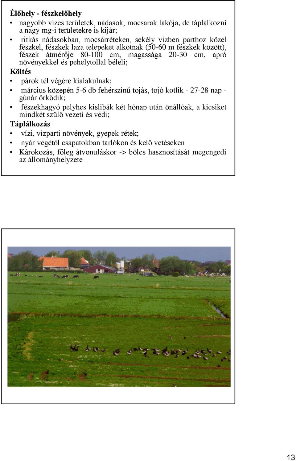 kialakulnak; március közepén 5-6 db fehérszínű tojás, tojó kotlik - 27-28 nap - gúnár őrködik; fészekhagyó pelyhes kislibák két hónap után önállóak, a kicsiket mindkét szülő vezeti és