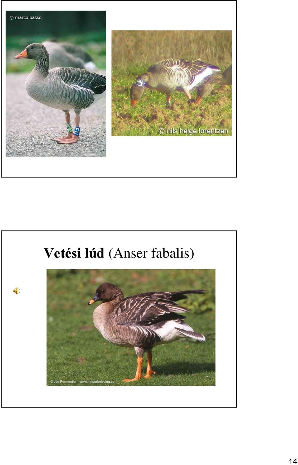 (Anser