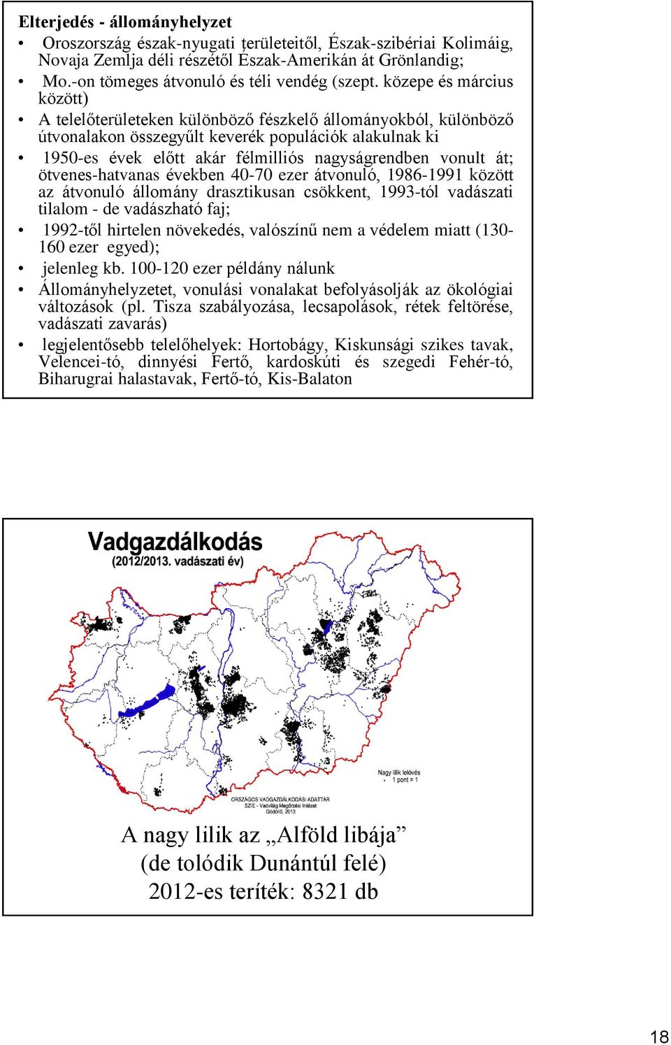 vonult át; ötvenes-hatvanas években 40-70 ezer átvonuló, 1986-1991 között az átvonuló állomány drasztikusan csökkent, 1993-tól vadászati tilalom - de vadászható faj; 1992-től hirtelen növekedés,