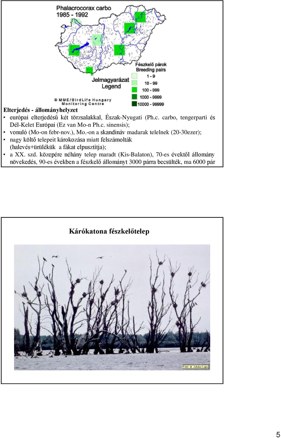 -on a skandináv madarak telelnek (20-30ezer); nagy költő telepeit károkozása miatt felszámolták (halevés+ürülékük a fákat
