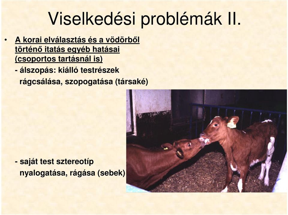 hatásai (csoportos tartásnál is) - álszopás: kiálló