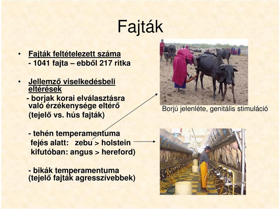 hús fajták) Borjú jelenléte, genitális stimuláció - tehén temperamentuma fejés alatt: