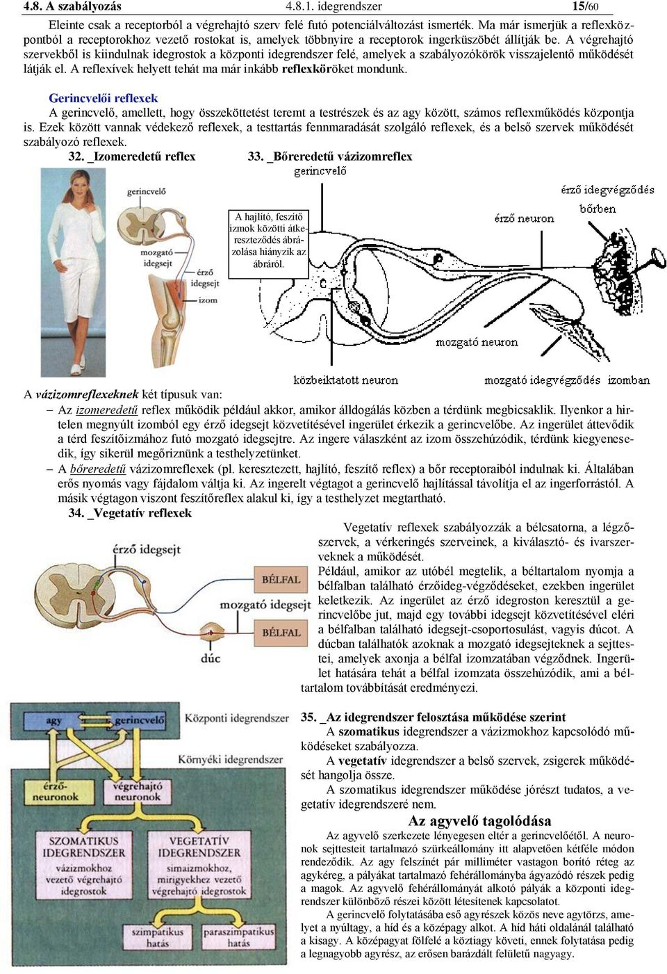 A végrehajtó szervekből is kiindulnak idegrostok a központi idegrendszer felé, amelyek a szabályozókörök visszajelentő működését látják el.